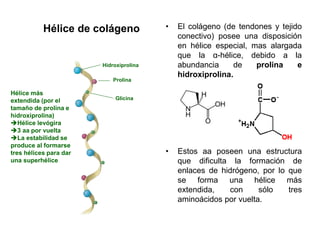 Hidroxiprolina
Prolina
Glicina
Hélice más
extendida (por el
tamaño de prolina e
hidroxiprolina)
Hélice levógira
3 aa por vuelta
La estabilidad se
produce al formarse
tres hélices para dar
una superhélice
• El colágeno (de tendones y tejido
conectivo) posee una disposición
en hélice especial, mas alargada
que la α-hélice, debido a la
abundancia de prolina e
hidroxiprolina.
• Estos aa poseen una estructura
que dificulta la formación de
enlaces de hidrógeno, por lo que
se forma una hélice más
extendida, con sólo tres
aminoácidos por vuelta.
Hélice de colágeno
 