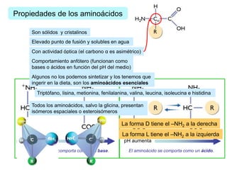 Propiedades de los aminoácidos
Son sólidos y cristalinos
Elevado punto de fusión y solubles en agua
Con actividad óptica (el carbono α es asimétrico)
Comportamiento anfótero (funcionan como
bases o ácidos en función del pH del medio)
pH disminuye pH aumenta
El aminoácido se comporta como una base. El aminoácido se comporta como un ácido.
Algunos no los podemos sintetizar y los tenemos que
ingerir en la dieta, son los aminoácidos esenciales
Triptófano, lisina, metionina, fenilalanina, valina, leucina, isoleucina e histidina
Todos los aminoácidos, salvo la glicina, presentan
isómeros espaciales o esteroisómeros
La forma D tiene el –NH2 a la derecha
La forma L tiene el –NH2 a la izquierda
 