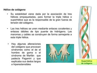 • Su estabilidad viene dada por la asociación de tres
hélices empaquetadas, para formar la triple hélice o
superhélice que es la responsable de la gran fuerza de
tensión del colágeno.
• Las tres hélices se unen mediante enlaces covalentes y
enlaces débiles de tipo puente de hidrógeno. Las
maromas y cables se construyen de forma semejante a
esta triple hélice.
Hélice de colágeno
• Hay algunas alteraciones
del colágeno que provocan
síndromes como el de el
hombre de goma o el
síndrome de Marfán que
padecía Paganini y que
explicaba sus dedos largos
e hiperextensibles
Superhélice
de colágeno
 