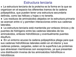 Estructura terciaria
● La estructura terciaria de la proteína es la forma en la que se
organizan en el espacio los diferentes tramos de la cadena
polipeptídica, que pueden tener una estructura secundaria
definida, como las hélices u hojas o no tenerla.
● Los residuos de aminoácidos alejados en la estructura primaria
se acercan entre sí y permiten interacciones entre sus cadenas
laterales.
● La estructura terciaria está mantenida por enlaces iónicos y de
puentes de hidrógeno entre las cadenas laterales de los
aminoácidos, enlaces hidrofóbicos y eventualmente puentes
disulfuro.
● En un entorno acuoso la cadena polipeptídica pliega para que
sus cadenas hidrofóbicas laterales estén en el interior y sus
cadenas polares, cargadas, esten en la superficie.Las proteínas
que atraviesan membranas son excepciones, ya que presentan
una distribución inversa de los aminoácidos hidrofílicos e
hidrofóbicos
 