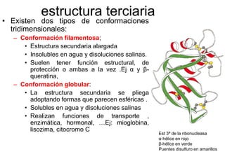 estructura terciaria
• Existen dos tipos de conformaciones
tridimensionales:
– Conformación filamentosa;
• Estructura secundaria alargada
• Insolubles en agua y disoluciones salinas.
• Suelen tener función estructural, de
protección o ambas a la vez .Ej α y β-
queratina,
– Conformación globular:
• La estructura secundaria se pliega
adoptando formas que parecen esféricas .
• Solubles en agua y disoluciones salinas
• Realizan funciones de transporte ,
enzimática, hormonal, …Ej: mioglobina,
lisozima, citocromo C
Est 3ª de la ribonucleasa
α-hélice en rojo
β-hélice en verde
Puentes disulfuro en amarillos
 