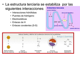 • La estructura terciaria se estabiliza por las
siguientes interacciones:
• Interacciones hidrófobas
• Puentes de hidrógeno
• Electrostáticas
• Enlaces de H
• Enlaces covalentes (S-S)
 