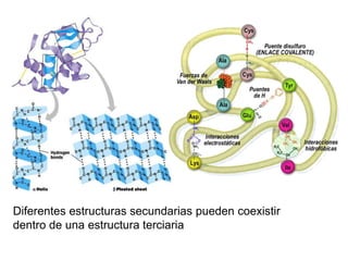 Diferentes estructuras secundarias pueden coexistir
dentro de una estructura terciaria
 