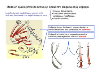 Modo en que la proteína nativa se encuentra plegada en el espacio.
La estructura se estabiliza por uniones entre
radicales de aminoácidos alejados unos de otros.
• Enlaces de hidrógeno.
• Atracciones electrostáticas.
• Atracciones hidrofóbicas.
• Puentes disulfuro.
En la estructura terciaria se pueden encontrar
subestructuras repetitivas llamadas motivos.
En las proteínas de elevado peso molecular, la
estructura terciaria está constituida por dominios.
 