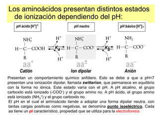 Los aminoácidos presentan distintos estados
de ionización dependiendo del pH:
Presentan un comportamiento químico anfótero. Esto se debe a que a pH=7
presentan una ionización dipolar, llamada zwitterion, que permanece en equilibrio
con la forma no iónica. Este estado varía con el pH. A pH alcalino, el grupo
carboxilo está ionizado (-COO-) y el grupo amino no. A pH ácido, el grupo amino
está ionizado (NH3
+) y el grupo carboxilo no.
El pH en el cual el aminoácido tiende a adoptar una forma dipolar neutra, con
tantas cargas positivas como negativas, se denomina punto isoeléctrico. Cada
aa tiene un pI característico, propiedad que se utiliza para la electroforesis
 
