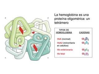 La hemoglobina es una
proteína oligomérica: un
tetrámero
 