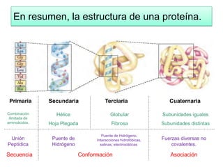 En resumen, la estructura de una proteína.
Primaria Secundaria Terciaria Cuaternaria
Secuencia Conformación Asociación
Hélice
Hoja Plegada
Globular
Fibrosa
Subunidades iguales
Subunidades distintas
Combinación
ilimitada de
aminoácidos.
Unión
Peptídica
Puente de
Hidrógeno
Puente de Hidrógeno,
Interacciones hidrofóbicas,
salinas, electrostáticas.
Fuerzas diversas no
covalentes.
 
