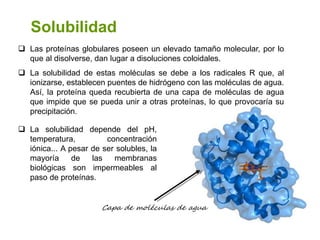  Las proteínas globulares poseen un elevado tamaño molecular, por lo
que al disolverse, dan lugar a disoluciones coloidales.
 La solubilidad de estas moléculas se debe a los radicales R que, al
ionizarse, establecen puentes de hidrógeno con las moléculas de agua.
Así, la proteína queda recubierta de una capa de moléculas de agua
que impide que se pueda unir a otras proteínas, lo que provocaría su
precipitación.
54
 La solubilidad depende del pH,
temperatura, concentración
iónica... A pesar de ser solubles, la
mayoría de las membranas
biológicas son impermeables al
paso de proteínas.
Capa de moléculas de agua
Solubilidad
 