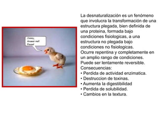 La desnaturalización es un fenómeno
que involucra la transformación de una
estructura plegada, bien definida de
una proteina, formada bajo
condiciones fisiologicas, a una
estructura no plegada bajo
condiciones no fisiologicas.
Ocurre repentina y completamente en
un amplio rango de condiciones.
Puede ser lentamente reversible.
Consecuencias:
• Perdida de actividad enzimatica.
• Destruccion de toxinas.
• Aumenta Ia digestibilidad
• Perdida de solubilidad.
• Cambios en la textura.
 