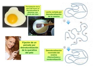 57
Desnaturalización
reversible del
enzima
ribonucleasa y
renaturalización
Precipitación de la
clara del huevo al
desnaturalizar la
albúmina por
efecto del calor
Leche cortada por
desnaturalización
de la caseína
Fijación de un
peinado por
desnaturalización
de la queratina
del pelo
 