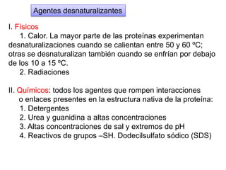 I. Físicos
1. Calor. La mayor parte de las proteínas experimentan
desnaturalizaciones cuando se calientan entre 50 y 60 ºC;
otras se desnaturalizan también cuando se enfrían por debajo
de los 10 a 15 ºC.
2. Radiaciones
II. Químicos: todos los agentes que rompen interacciones
o enlaces presentes en la estructura nativa de la proteína:
1. Detergentes
2. Urea y guanidina a altas concentraciones
3. Altas concentraciones de sal y extremos de pH
4. Reactivos de grupos –SH. Dodecilsulfato sódico (SDS)
Agentes desnaturalizantes
 