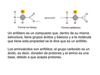 Un anfótero es un compuesto que, dentro de su misma
estructura, tiene grupos ácidos y básicos y a la molécula
que tiene esta propiedad se le dice que es un anfólito.
Los aminoácidos son anfólitos; el grupo carboxilo es un
ácido, es decir, donador de protones y el amino es una
base, debido a que acepta protones.
 