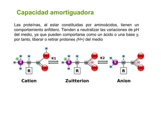 Las proteínas, al estar constituidas por aminoácidos, tienen un
comportamiento anfótero. Tienden a neutralizar las variaciones de pH
del medio, ya que pueden comportarse como un ácido o una base y,
por tanto, liberar o retirar protones (H+) del medio
61
Capacidad amortiguadora
 
