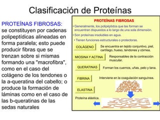PROTEÍNAS FIBROSAS
Clasificación de Proteínas
PROTEÍNAS FIBROSAS:
se constituyen por cadenas
polipeptídicas alineadas en
forma paralela; esto puede
producir fibras que se
trenzan sobre si mismas
formando una "macrofibra",
como en el caso del
colágeno de los tendones o
la a-queratina del cabello; o
produce la formación de
láminas como en el caso de
las b-queratinas de las
sedas naturales
• Generalmente, los polipéptidos que las forman se
encuentran dispuestos a lo largo de una sola dimensión.
• Son proteínas insolubles en agua.
• Tienen funciones estructurales o protectoras.
COLÁGENO Se encuentra en tejido conjuntivo, piel,
cartílago, hueso, tendones y córnea.
MIOSINA Y ACTINA Responsables de la contracción
muscular.
QUERATINAS Forman los cuernos, uñas, pelo y lana.
FIBRINA Interviene en la coagulación sanguínea.
ELASTINA
Proteína elástica.
 