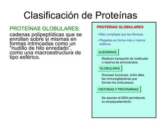 PROTEÍNAS GLOBULARES
Clasificación de Proteínas
PROTEÍNAS GLOBULARES:
cadenas polipeptídicas que se
enrollan sobre si mismas en
formas intrincadas como un
"nudillo de hilo enredado”,
como una macroestructura de
tipo esférico.
• Más complejas que las fibrosas.
• Plegadas en forma más o menos
esférica.
ALBÚMINAS
Realizan transporte de moléculas
o reserva de aminoácidos.
GLOBULINAS
Diversas funciones, entre ellas
las inmunoglobulinas que
forman los anticuerpos.
HISTONAS Y PROTAMINAS
Se asocian al ADN permitiendo
su empaquetamiento.
 
