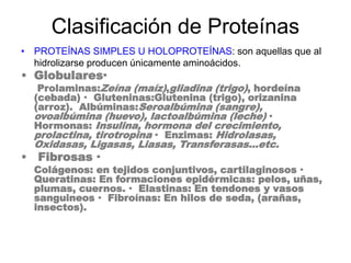 Clasificación de Proteínas
• PROTEÍNAS SIMPLES U HOLOPROTEÍNAS: son aquellas que al
hidrolizarse producen únicamente aminoácidos.
• Globulares·
Prolaminas:Zeína (maíz),gliadina (trigo), hordeína
(cebada) · Gluteninas:Glutenina (trigo), orizanina
(arroz). Albúminas:Seroalbúmina (sangre),
ovoalbúmina (huevo), lactoalbúmina (leche) ·
Hormonas: Insulina, hormona del crecimiento,
prolactina, tirotropina · Enzimas: Hidrolasas,
Oxidasas, Ligasas, Liasas, Transferasas...etc.
• Fibrosas ·
Colágenos: en tejidos conjuntivos, cartilaginosos ·
Queratinas: En formaciones epidérmicas: pelos, uñas,
plumas, cuernos. · Elastinas: En tendones y vasos
sanguineos · Fibroínas: En hilos de seda, (arañas,
insectos).
 