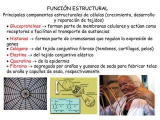 FUNCIÓN ESTRUCTURAL
 Glucoproteínas  forman parte de membranas celulares y actúan como
receptores o facilitan el transporte de sustancias
 Histonas  forman parte de cromosomas que regulan la expresión de
genes
Principales componentes estructurales de células (crecimiento, desarrollo
y reparación de tejidos)
 Colágeno  del tejido conjuntivo fibroso (tendones, cartílagos, pelos)
 Elastina  del tejido conjuntivo elástico
 Queratina  de la epidermis
 Fibroina  segregada por arañas y gusanos de seda para fabricar telas
de araña y capullos de seda, respectivamente
 