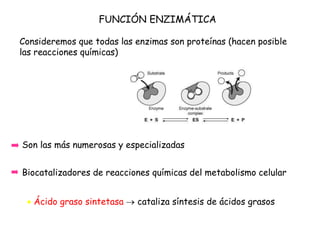 Son las más numerosas y especializadas
FUNCIÓN ENZIMÁTICA
Biocatalizadores de reacciones químicas del metabolismo celular
 Ácido graso sintetasa  cataliza síntesis de ácidos grasos
Consideremos que todas las enzimas son proteínas (hacen posible
las reacciones químicas)
 