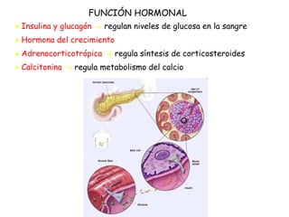 FUNCIÓN HORMONAL
 Insulina y glucagón  regulan niveles de glucosa en la sangre
 Hormona del crecimiento
 Adrenocorticotrópica  regula síntesis de corticosteroides
 Calcitonina  regula metabolismo del calcio
 