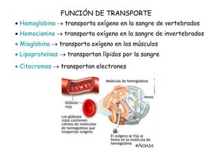 FUNCIÓN DE TRANSPORTE
 Hemoglobina  transporta oxígeno en la sangre de vertebrados
 Hemocianina  transporta oxígeno en la sangre de invertebrados
 Mioglobina  transporta oxígeno en los músculos
 Lipoproteínas  transportan lípidos por la sangre
 Citocromos  transportan electrones
 