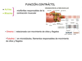 FUNCIÓN CONTRÁCTIL
 Actina
 Miosina
miofibrillas responsables de la
contracción muscular
• Dineina relacionada con movimiento de cilios y flagelos
•Tubulina en microtúbulos, filamentos responsables de movimiento
de cilios y flagelos
 