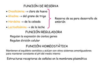 FUNCIÓN DE RESERVA
 Ovoalbúmina  clara de huevo
 Gliadina  del grano de trigo
 Hordeína  de la cebada
 Lactoalbúmina  de la leche
Reserva de aa para desarrollo de
embrión
FUNCIÓN REGULADORA
Regulan la expresión de ciertos genes
Regulan división celular
FUNCIÓN HOMEOSTÁTICA
Mantienen el equilibrio osmótico y actúan con otros sistemas amortiguadores
para mantener constante el pH del medio interno
Estructuras receptoras de señales en la membrana plasmática
 