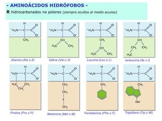Alanina (Ala o A) Valina (Val o V) Leucina (Leu o L) Isoleucina (Ile o I)
Metionina (Met o M) Fenilalanina (Phe o F) Triptófano (Trp o W)
- AMINOÁCIDOS HIDRÓFOBOS -
R hidrocarbonados no polares (siempre ocultos al medio acuoso)
Prolina (Pro o P)
 