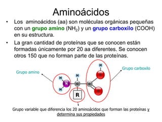 Aminoácidos
• Los aminoácidos (aa) son moléculas orgánicas pequeñas
con un grupo amino (NH2) y un grupo carboxilo (COOH)
e...