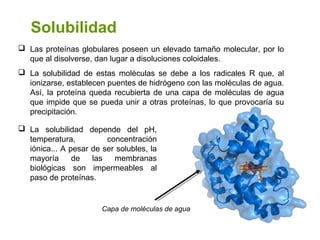 Clasificación de Proteínas
• PROTEÍNAS CONJUGADAS O HETEROPROTEÍNAS: son proteínas
que al hidrolizarse producen además de ...