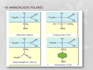 • B) AMINOACIDOS POLARES
 