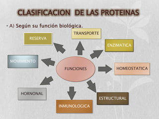 CLASIFICACION DE LAS PROTEINAS
• A) Según su función biológica.
                            TRANSPORTE
         RESERVA
                                            ENZIMATICA



 MOVIMIENTO
                        FUNCIONES               HOMEOSTATICA




      HORNONAL
                                         ESTRUCTURAL
                     INMUNOLOGICA
 