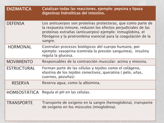 ENZIMATICA       Catalizan todas las reacciones, ejemplo: pepsina y lipasa
                 digestivas hidrolíticas del intestino.

DEFENSA          Los anticuerpos son proteínas protectoras, que como parte de
                 la respuesta inmune, reducen los efectos perjudiciales de las
                 proteínas extrañas (anticuerpos) ejemplo: inmuglobina, el
                 fibrógeno y la protrombina esencial para la coagulación de la
                 sangre.
HORMONAL         Controlan procesos biológicos del cuerpo humano, por
                 ejemplo: vasoprina (controla la presión sanguínea), insulina
                 regula la glucosa.
MOVIMIENTO       Responsables de la contracción muscular: actina y miosina.
ESTRUCTURAL      Forman parte de las células y tejidos como el colágeno,
                 elastina de los tejidos conectivos, queratina ( pelo, uñas,
                 cuernos, pezuñas)
  RESERVA        Reserva agua, como la albúmina.

HOMEOSTÁTICA Regula el pH en las células.

TRANSPORTE       Transporte de oxígeno en la sangre (hemoglobina), transporte
                 de oxígeno en los músculos (mioglobina).
 