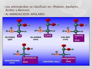 • Los aminoácidos se clasifican en: (Polares, Apolares,
  Ácidos y Básicos).
• A) AMINOACIDOS APOLARES
 