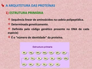  A ARQUITETURA DAS PROTEÍNAS

  1) ESTRUTURA PRIMÁRIA
    Sequência linear de aminoácidos na cadeia polipeptídica.
    Determinada geneticamente.
    Definida pelo código genético presente no DNA de cada
   espécie)
    É o “número de identidade” da proteína.
 
