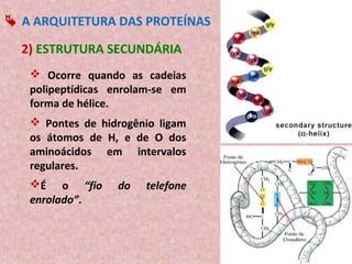  A ARQUITETURA DAS PROTEÍNAS

  2) ESTRUTURA SECUNDÁRIA
    Ocorre quando as cadeias
   polipeptídicas enrolam-se em
   forma de hélice.
    Pontes de hidrogênio ligam
   os átomos de H, e de O dos
   aminoácidos em intervalos
   regulares.
   É o “fio      do   telefone
   enrolado”.
 