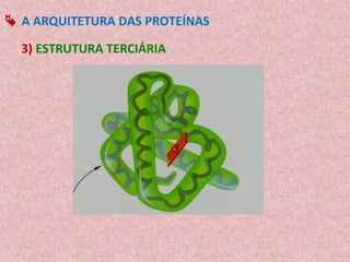  A ARQUITETURA DAS PROTEÍNAS

  3) ESTRUTURA TERCIÁRIA
 