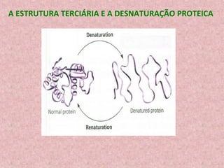 A ESTRUTURA TERCIÁRIA E A DESNATURAÇÃO PROTEICA
 