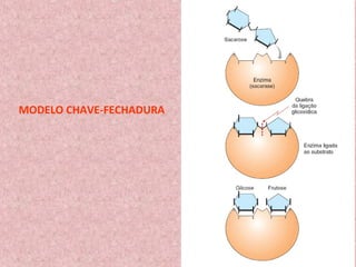 MODELO CHAVE-FECHADURA
 