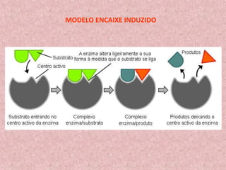 MODELO ENCAIXE INDUZIDO
 
