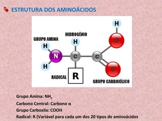  ESTRUTURA DOS AMINOÁCIDOS




   Grupo Amina: NH2
   Carbono Central: Carbono α
   Grupo Carboxila: COOH
   Radical: R (Variável para cada um dos 20 tipos de aminoácidos
 