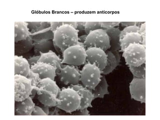 Glóbulos Brancos – produzem anticorpos
 