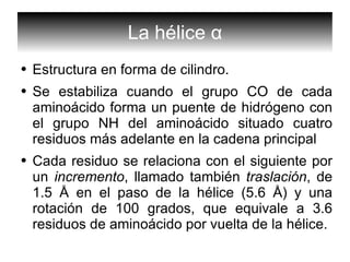 La hélice  α Estructura en forma de cilindro. Se estabiliza cuando el grupo CO de cada aminoácido forma un puente de hidrógeno con el grupo NH del aminoácido situado cuatro residuos más adelante en la cadena principal Cada residuo se relaciona con el siguiente por un  incremento , llamado también  traslación , de 1.5  Å  en el paso de la hélice (5.6  Å ) y una rotación de 100 grados, que equivale a 3.6 residuos de aminoácido por vuelta de la hélice. 