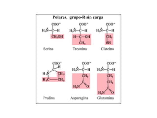 Polares, grupo-R sin carga
Serina Treonina Cisteína
GlutaminaAsparaginaProlina
 