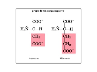 grupo-R con carga negativa
Aspartato Glutamato
 