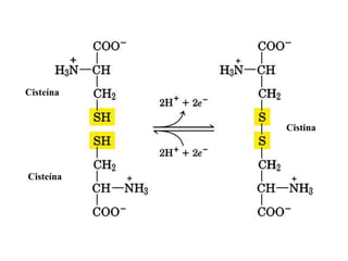 Cisteína
Cisteína
Cistina
 