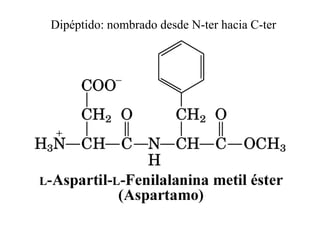 Dipéptido: nombrado desde N-ter hacia C-ter
 