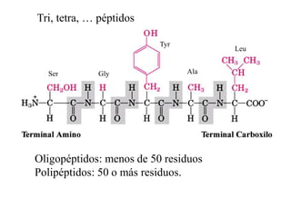 Tri, tetra, … péptidos
Ser Gly
Tyr
Ala
Leu
Oligopéptidos: menos de 50 residuos
Polipéptidos: 50 o más residuos.
 