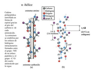 1,5 Å
(2,9 Å en
colágeno)
α -hélice
Cadena
polipeptídica
enrrollada en
forma de
espiral gracias
al giro del
carbono α de
cada
aminoácido.
La estructura
se estabiliza por
los enlaces de
hidrógeno
intracatenarios
formados entre
el grupo –NH
de un enlace
peptídico y el
grupo –C=O
del cuarto
aminoácido que
lo sigue.
 