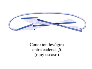 Conexión levógira
entre cadenas β
(muy escaso)
 