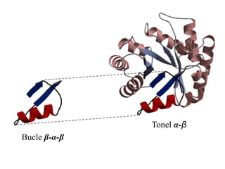 Bucle β-α-β
Tonel α-β
 